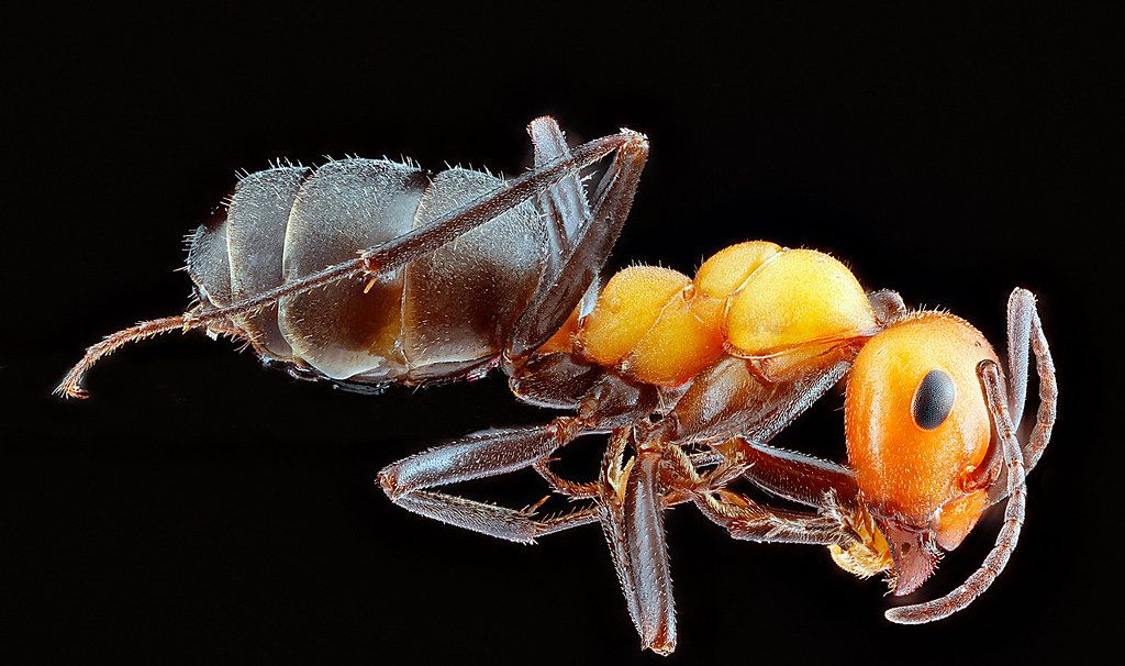 Ant Control service in Santa Monica, CA
