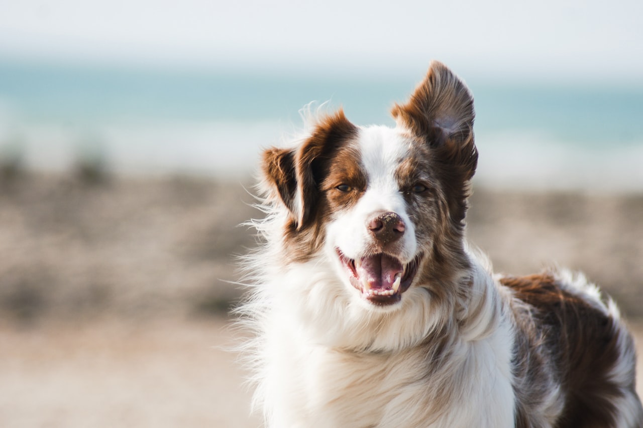 Flea & Tick Control service in Santa Monica, CA