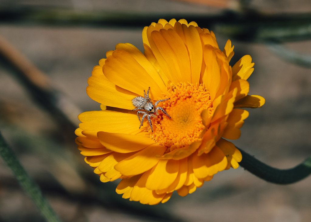 Spider Control service in Santa Monica, CA